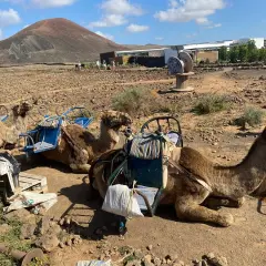 Camellos descansando en un paisaje volcánico de lajares en Fuerteventura, con un cono volcánico al fondo.