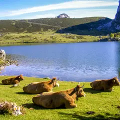 Subida a los Lagos de Covadonga: ruta desafiante y opciones de transporte
