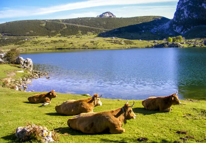 Subida a los Lagos de Covadonga: ruta desafiante y opciones de transporte