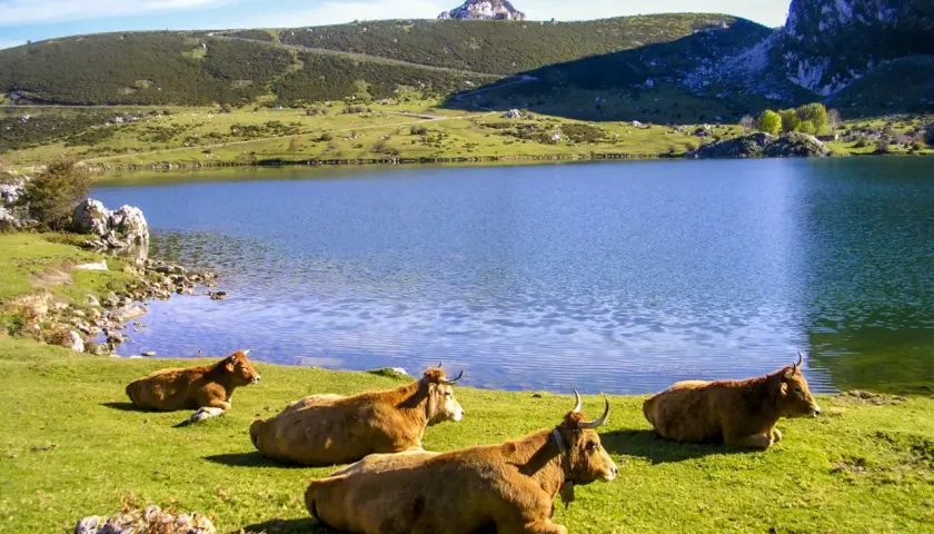 Subida a los Lagos de Covadonga: ruta desafiante y opciones de transporte