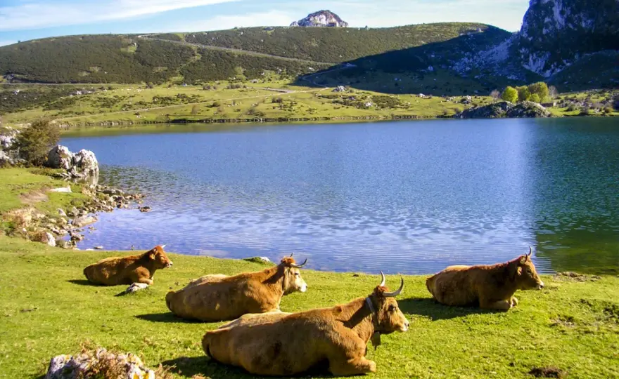 Subida a los Lagos de Covadonga: ruta desafiante y opciones de transporte
