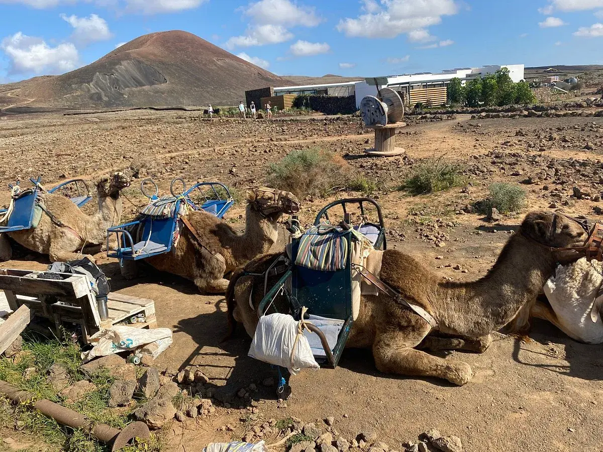 Camellos descansando en un paisaje volcánico de lajares en Fuerteventura, con un cono volcánico al fondo.