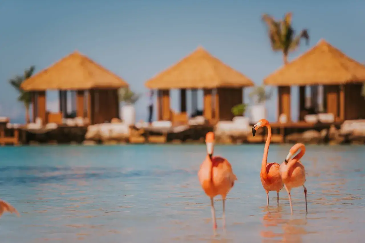 Flamencos rosados en aguas turquesas, con cabañas de paja al fondo. ¡Perfecto para ofertas viajes última hora 2x1!